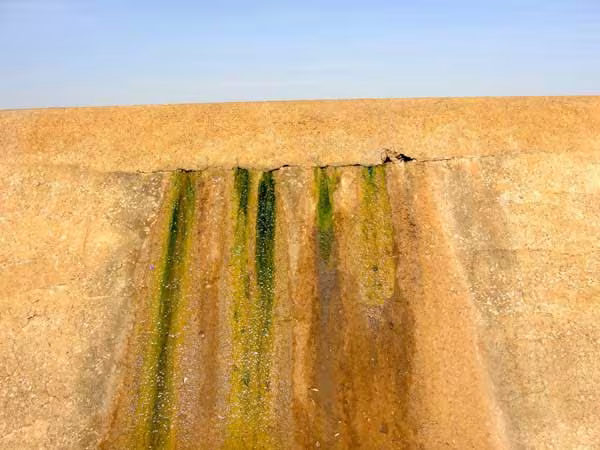 Cement Crack Algae